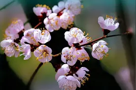 梅兰竹菊号称四君子，而梅花有何独特魅力？在咏花诗词中第一图片