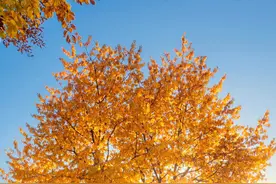 社会常识：三纲、五常、五伦、四维、八德是什么图片