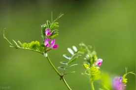 《诗经》中采薇采的薇是什么植物？采来吃的吗？图片