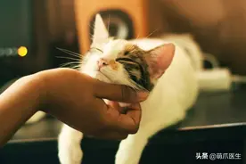 猫咪和狗狗一起长大会有啥影响？网友：影响我的智商图片