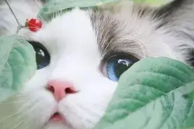 22只猫图欣赏图片