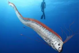 巨型“海魔王”惊现台湾？这鱼据说会带来地震，专家却说不用管？图片