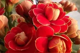 给花浇“培养液”，每过几日喝一次，叶绿花别出心裁，长爆钵蹭图片