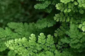 布丁的前世今生图片