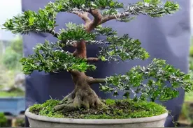 家有罗汉松，一生不受穷，4个小技巧，养出好盆景，越养越值钱图片