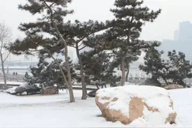 哪些品种的树木，四季常青还耐寒？图片