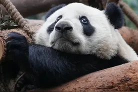 大熊猫宝新夭折，年仅一岁八个月！基地的回应真令人心寒！图片