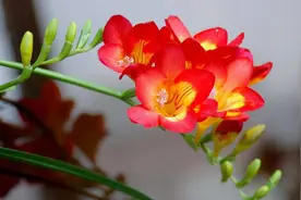 12种对应的“生日花”，根据你的出生月，能找到属于自己的幸运花图片