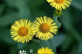 随处可见的“野草”，竟成为专治痰多咳喘的良方图片