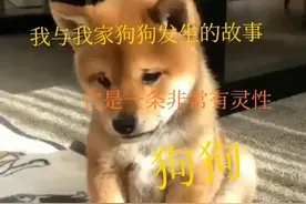 我与我家狗狗日久生情的故事，让我含泪写完图片