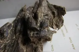 奇楠与沉香的区别图片