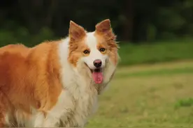 边牧犬典型的4大优点和缺点，你知道几个？图片
