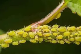 蔬菜上蚜虫的防治，4种不用农药的方法，非常实用图片