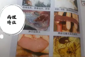 病毒性疾病猪瘟图片