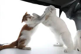 钱钟书的《猫》，你可读过？我们一起领略《猫》的讽刺和辛辣！图片