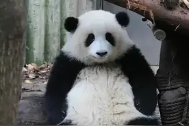 熊猫圈的顶流（花花）其实也是因为近亲繁殖才导致天生缺陷的图片