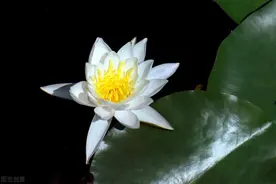长恨春归无觅处，蓦然回首已是秋图片