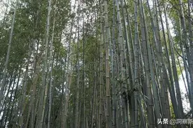 湖南村庄竹林出现一只怪鸟，还让村民回想起一件陈年往事图片