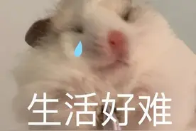 可可爱爱的小仓鼠表情包图片