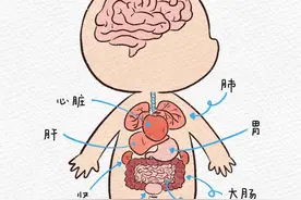 幼儿园小朋友身体内部器官认知图鉴图片