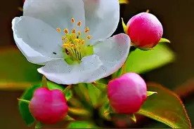 苹果花～五瓣喇叭向天冲，不逊梅花一点红图片