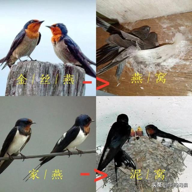 女人每天吃燕窝的好处和坏处 2026年女人每天吃燕窝的好处和坏处是什么