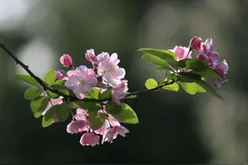 花中神仙：西府海棠图片