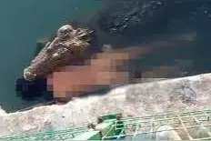 男子不慎跌入自家鳄鱼养殖场，被40只鳄鱼残忍咬死图片