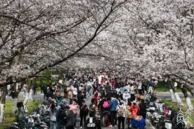 赏春景、沐春风！走进江苏校园 看春色美如画图片