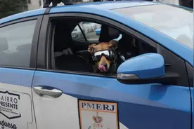 巴西“公务员警犬”走红网络，模样威风凛凛，吸粉十几万图片