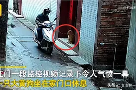 狗狗被喷不明液体，10秒倒地不起，1分钟死亡，不明液体是什么图片