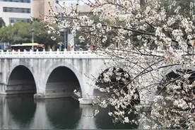 ​【组图】南明河畔李花盛开，美如白雪！图片