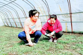 延寿县长胜村利用水稻育苗大棚发展蒲公英种植助农增收图片