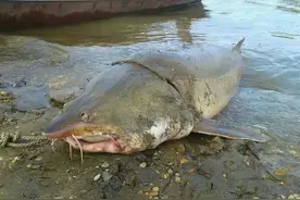 500斤鳇鱼现身黑龙江，被称为“水下大熊猫”，为何这么珍稀？图片