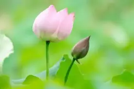 《道德经》：处弱处柔是人生智慧图片
