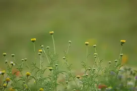 「散文」春和景明，万物生媚图片