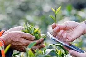 炒青始祖茶与炒青集大成茶有何异同？松萝茶与龙井茶对冲评测图片