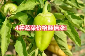 高温暴雨交替，菜贵了！辣椒一月翻9倍，豆角翻倍涨，黄瓜一斤3元图片