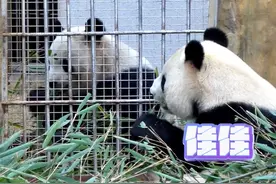照镜子？大熊猫镜像吃竹子动作超一致图片