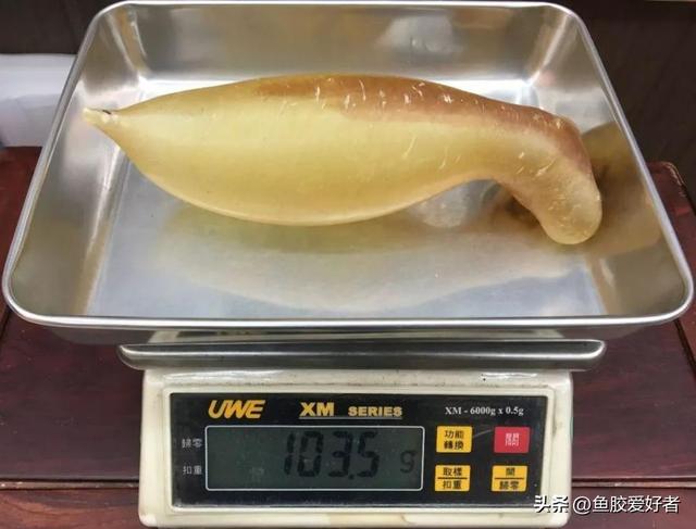 花胶一只几克 2026年花胶一只几克最好