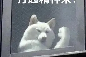 狗子搞笑表情包图片