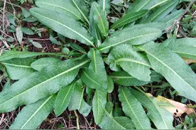 农村荒田常见野菠菜，根价值珍贵，有人靠它发财，20元一斤图片