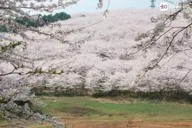知知科普｜春季赏花傻傻分不清？一文看懂图片