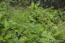 那些虫，曾伴随我走过童年，是玩具，也是恶梦图片