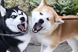 “秋田犬”为什么越来越少人养？主人：浑身是毛病！图片
