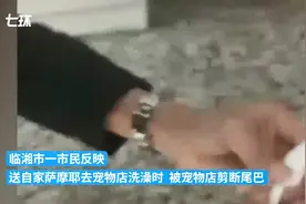 湖南岳阳：萨摩耶在宠物店洗澡被剪断尾巴，狗主人：经协调获道歉图片