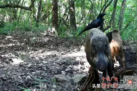湖北赛武当监控拍到有趣一幕：乌鸦与野猪“和谐互助”图片