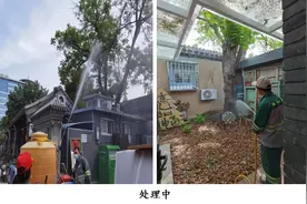 接诉即办——树木生虫居民愁，双重喷药速解决图片