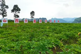 魔芋变“魔棒” 西南山区有了新的致富经图片