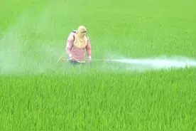 一种没有杀菌作用的杀菌剂为何如此受欢迎？原来它是这样“杀”菌图片